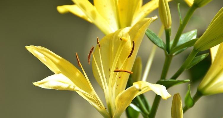 黄百合花的花语和寓意（探索黄百合花的心灵寄托）