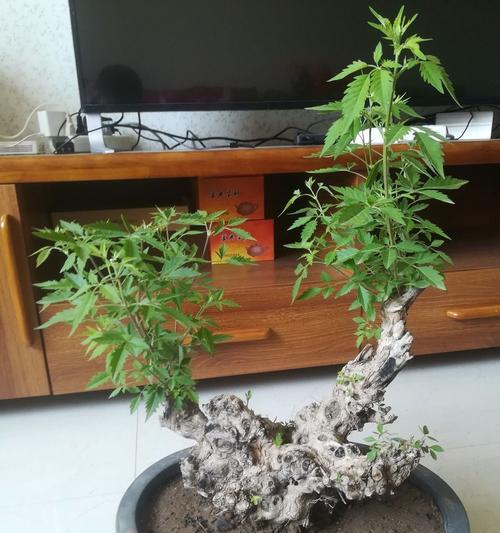 以黄荆盆景的风水寓意和摆放位置（探索黄荆盆景的吉祥象征和合理摆放方法）