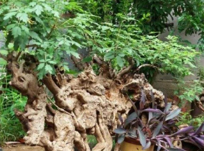 黄荆树盆景的风水寓意（以黄荆树为主的盆景在风水中的重要作用）