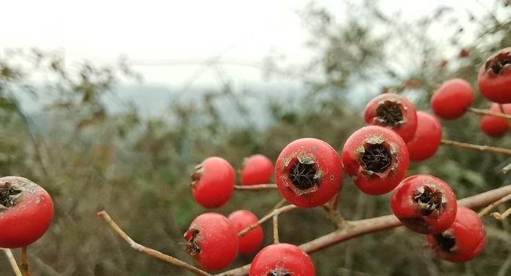 火棘果实毒性解析（了解火棘果实的危害与防范措施）