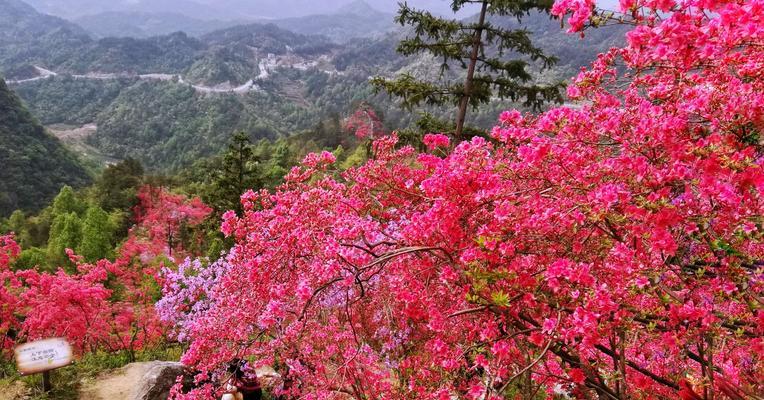 黄山市花杜鹃花的象征与意义（绽放在黄山大地上的鲜艳之花）