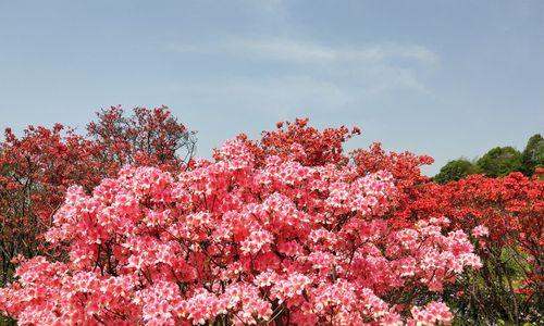 黄山市花杜鹃花的象征与意义（绽放在黄山大地上的鲜艳之花）