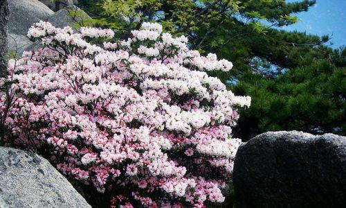 黄山市花杜鹃花的象征与意义（绽放在黄山大地上的鲜艳之花）