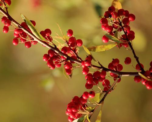 火棘花果开花时间及特点（了解火棘开花时间）