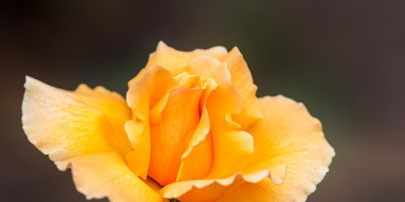 黄月季花的象征意义与寓意（探索黄月季花的神秘之处及其象征意义）