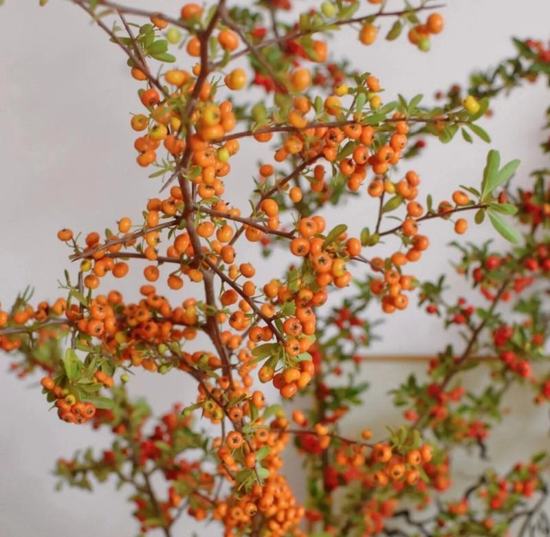 火棘的发芽和叶子生长过程（了解火棘植物的成长过程）