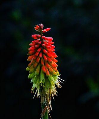 火炬花的养殖方法与注意事项（让你的火炬花开得更加灿烂）