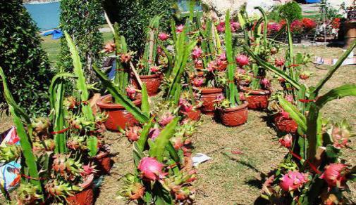 火龙果的采摘和收获季节（农民如何确定采摘时间）