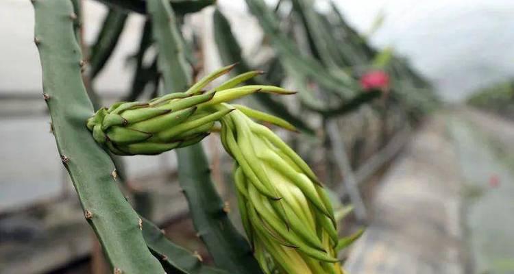 火龙果的采摘和收获季节（农民如何确定采摘时间）