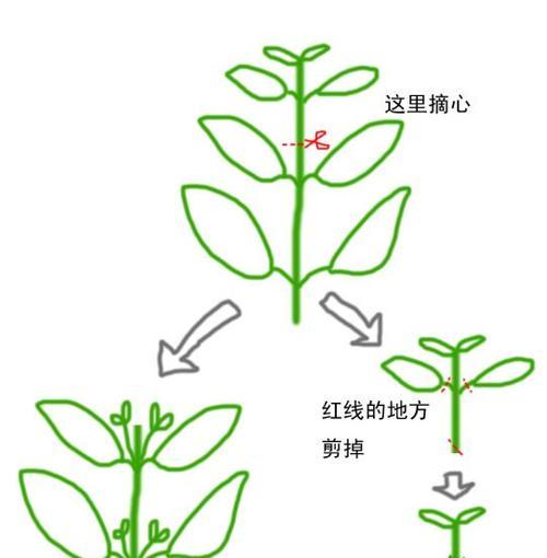 火龙果打顶时间及方法步骤详解（掌握正确打顶时间）