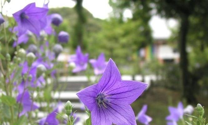 桔梗花（青春永驻的使者——桔梗花的美丽传说）