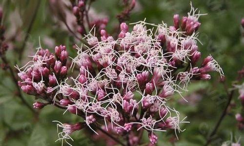 探索菊科植物的特征与多样性（从花朵形态到生长习性）