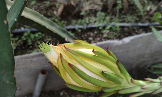 火龙果花的颜色和品种分类（探秘火龙果花色的多彩世界）