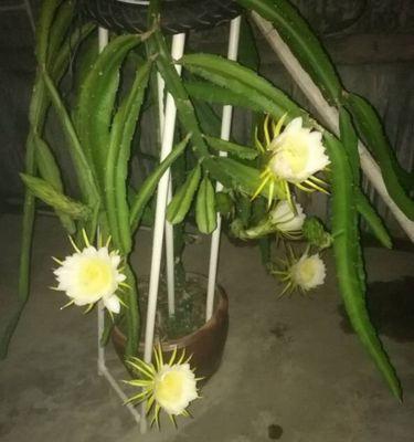 火龙果的生长与开花结果（从种植到开花）