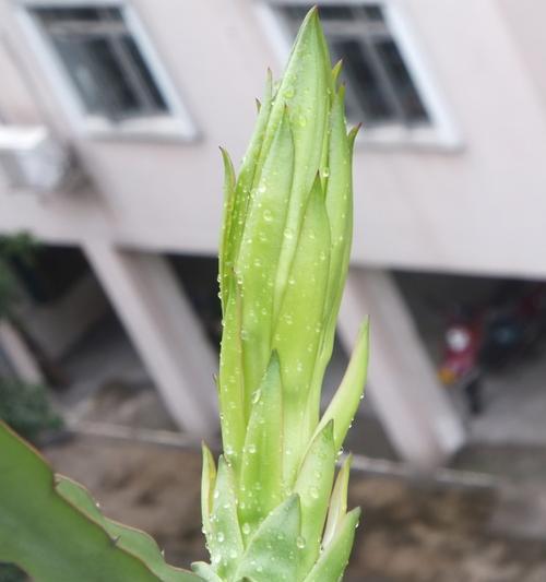 火龙果的生长与开花结果（从种植到开花）