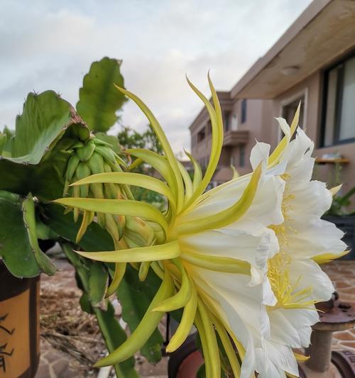 火龙果的开花时间和方法（了解火龙果开花的知识）