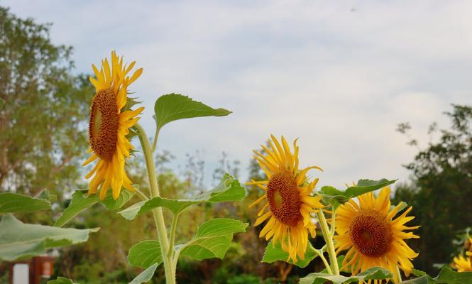 葵花的象征意义及寓意解析（探索葵花的象征意义与文化内涵）