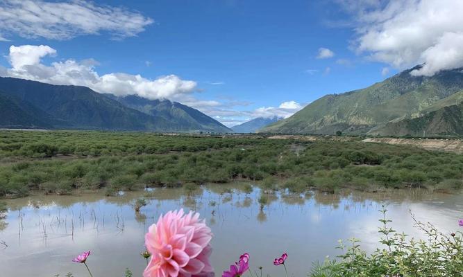 格桑花——的市花（格桑花的象征寓意及文化内涵）