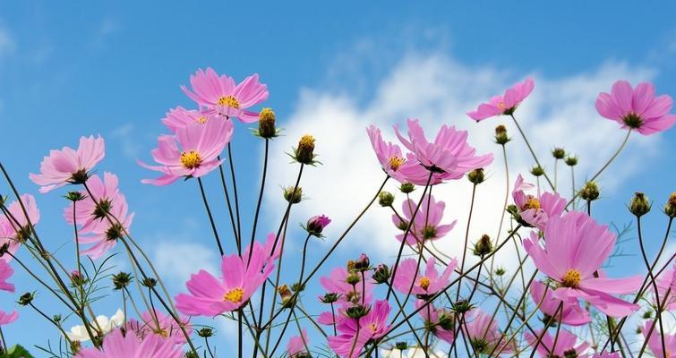 格桑花——的市花（格桑花的象征寓意及文化内涵）