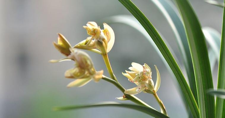 兰花开花的含义及象征（兰花开放的美丽与意义）