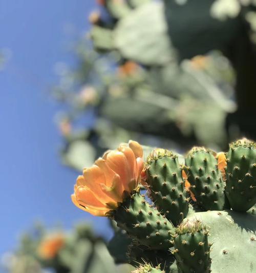 以蓝桉的花语及开花特点（探索以蓝桉的花语和美丽开花）