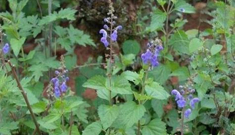 以蓝桉的花语及开花特点（探索以蓝桉的花语和美丽开花）