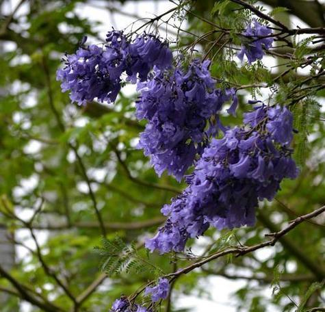 以蓝花楹的花语和寓意（探索蓝花楹花的深意）