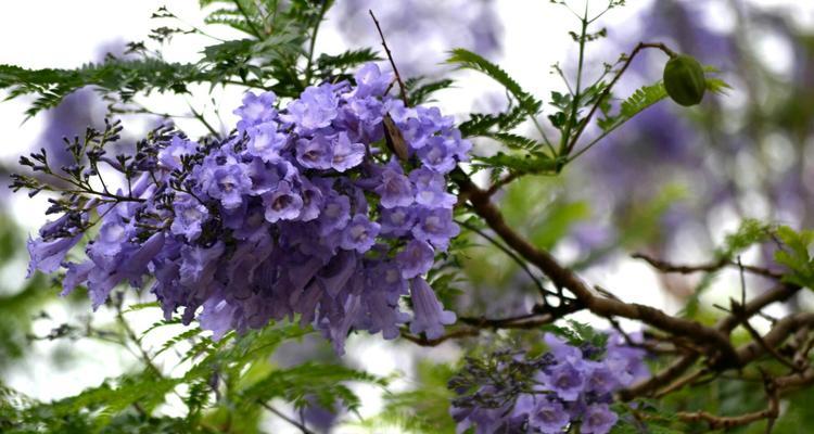 以蓝花楹的花语和寓意（探索蓝花楹花的深意）