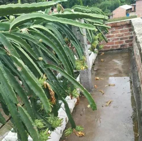 火龙果种植土壤要选对，否则后果自负（了解火龙果的生长环境）