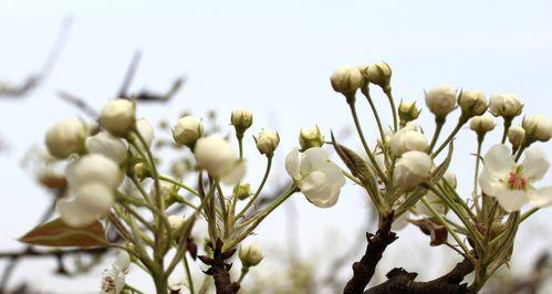 梨花之人——光辉绽放（探寻梨花在不同人物身上的象征意义）