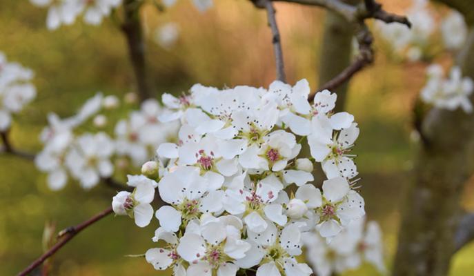 梨花中所蕴含的生肖象征（探寻梨花背后蕴含的生肖文化传统）