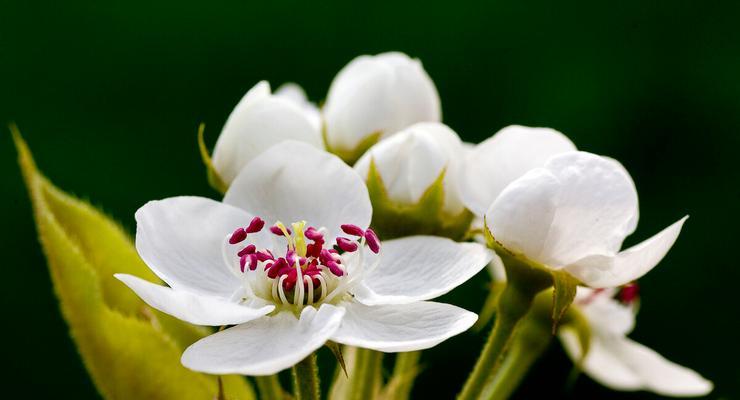 梨花中所蕴含的生肖象征（探寻梨花背后蕴含的生肖文化传统）