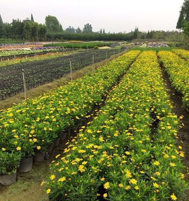 木菊剪枝时间和方法（如何剪枝木菊提高花朵品质）