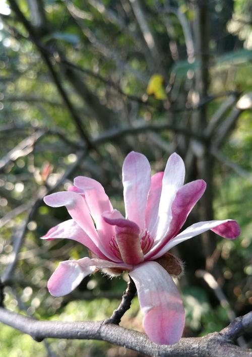 揭秘木兰花的花期（探究木兰花的开放时间）