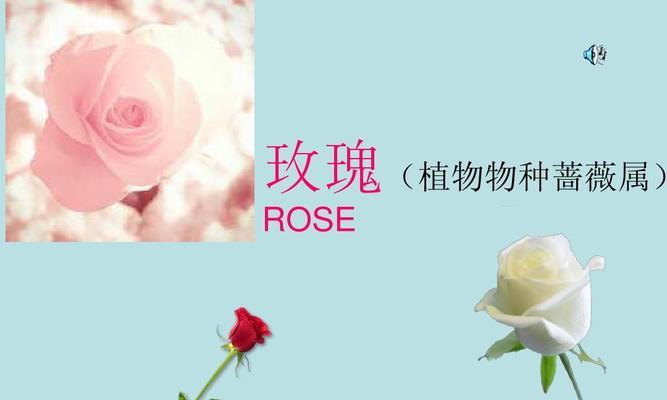 玫瑰花语之23朵花的浪漫传说（探索玫瑰花的意义和故事）