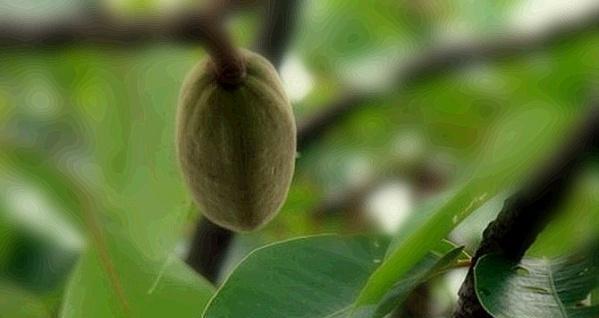 木棉花是否有种子（探究木棉花繁殖方式及种子特征）