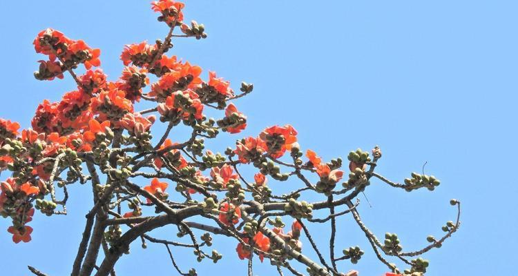 木棉树开花时间详解（木棉树开花的美丽与神秘）