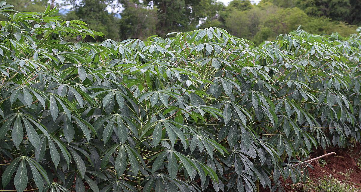 木薯种植时机选择（木薯种植所需注意事项）