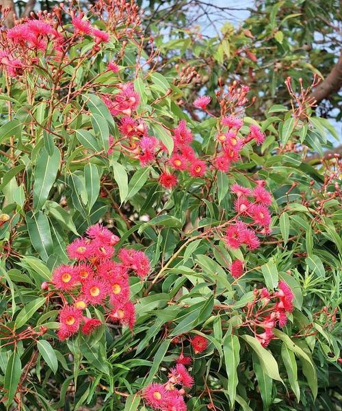 木香花养殖与注意事项（打造花香四溢的家园）