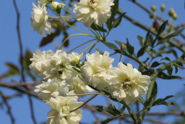 木香花的根系特点（从根部出发）