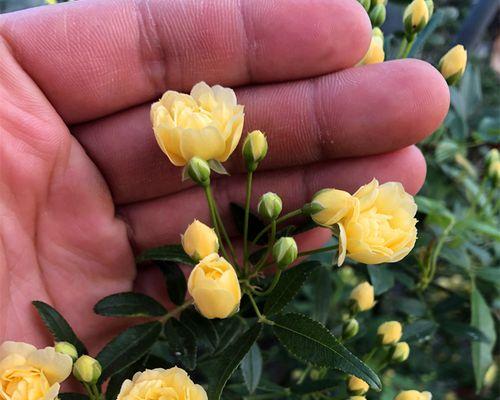 木香花的根系特点（从根部出发）