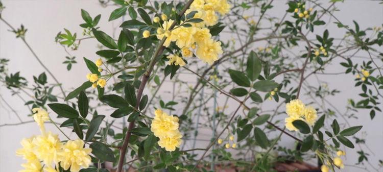 木香花长叶子不开花的原因及处理方法（分析木香花生长过程中的问题和解决措施）