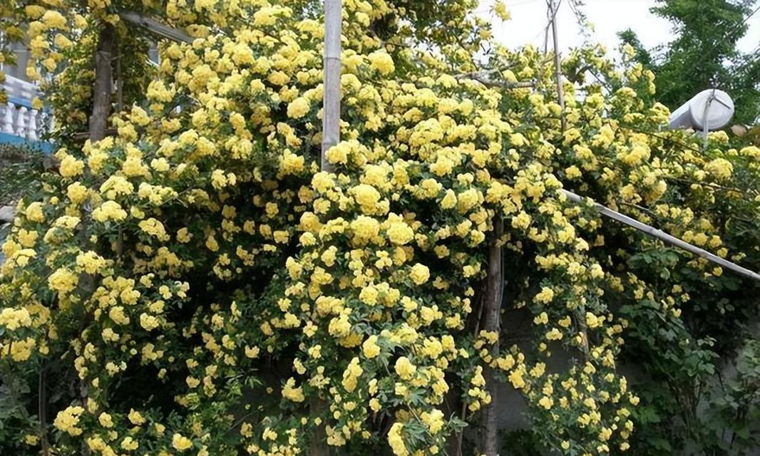 种植木香花，让你的院子多彩缤纷（木香花的品种与习性及适宜的种植条件）