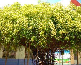 种植木香花，让你的院子多彩缤纷（木香花的品种与习性及适宜的种植条件）