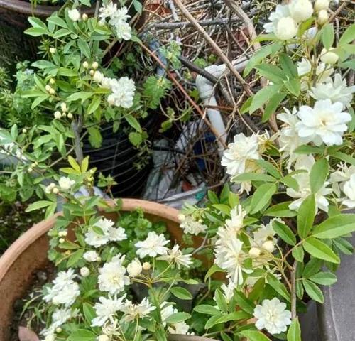 木香花修剪方法（打造美丽的木香花园）