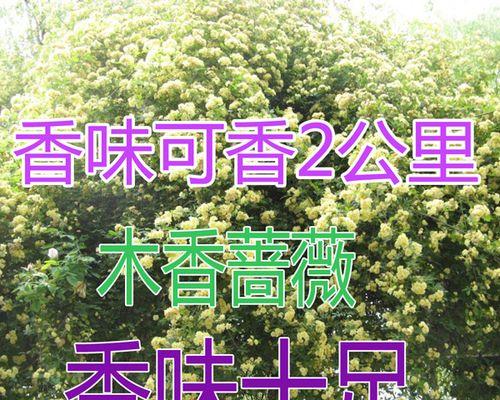 解析木香的生长特性和药用价值（探究木香的分类及药用功效）