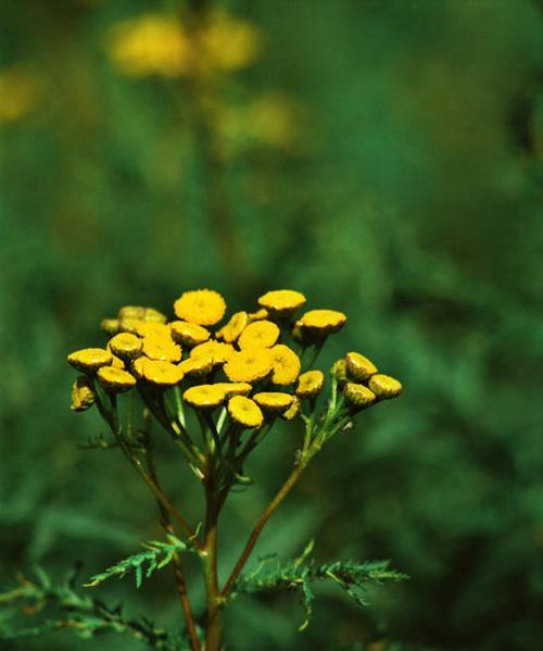 和平之花（艾菊）