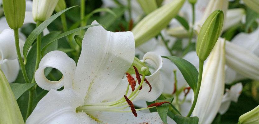 白百合花的象征意义与寓意（探索白百合花的神秘内涵与美丽传说）