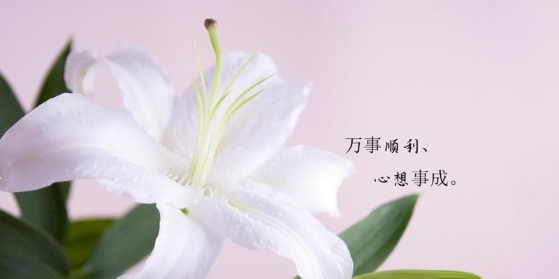 白百合花的花语及其象征意义（探秘白百合的情感寓意和文化内涵）