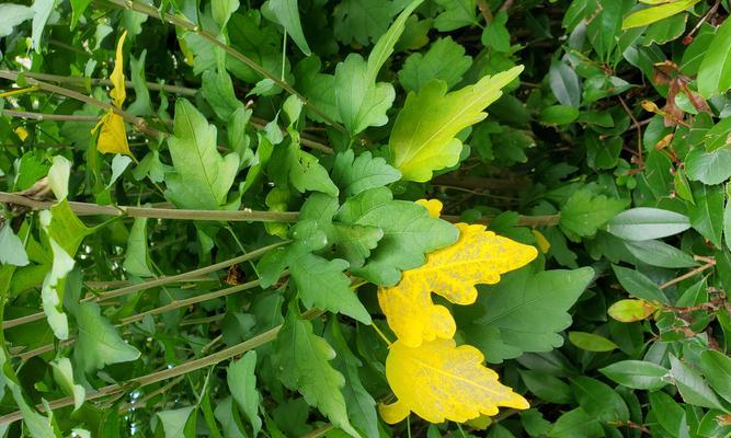 木槿花掉叶子的原因及应对方法（冬季木槿花掉叶子怎么办）